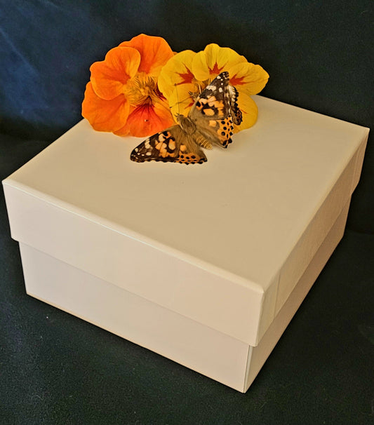 75 Painted Lady Butterflies in a Mass Release Box ~ Please read IMPORTANT INFO BELOW before placing an order.