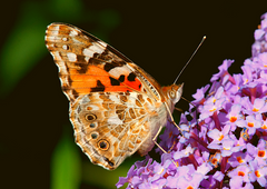 PACKAGE 2~Two Dozen Painted Lady Butterflies with an Elegant White RELEASE BOX & Bow ~ Please read IMPORTANT INFO BELOW before placing an order