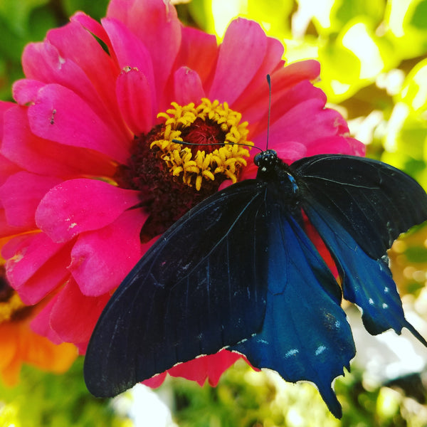 12 Live Pipevine Swallowtail Butterflies ~ For release in Southern California Only