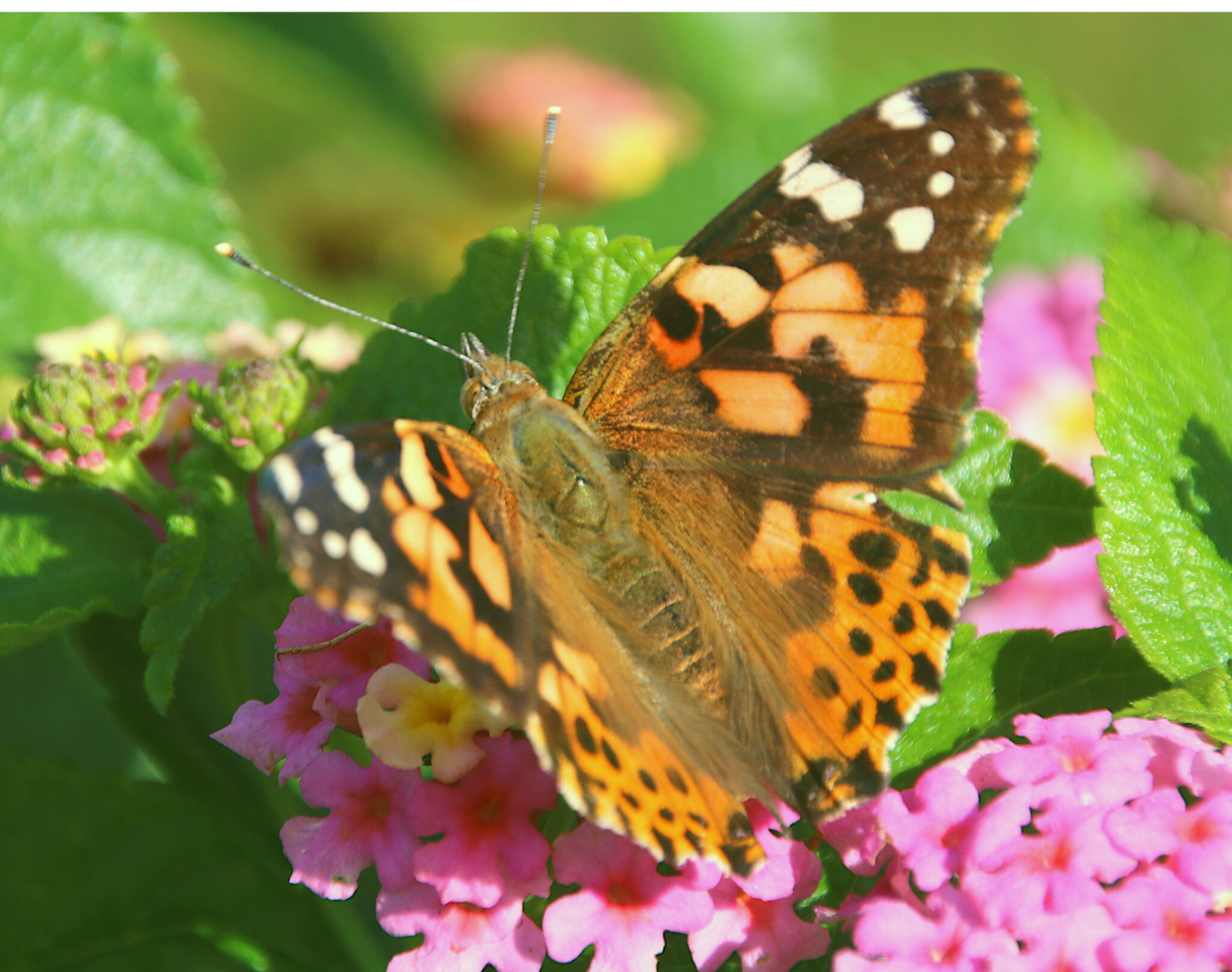 COMING IN JUNE! Mixed Butterflies in an Elegant White Release Box ~ CALIFORNIA CUSTOMERS ONLY