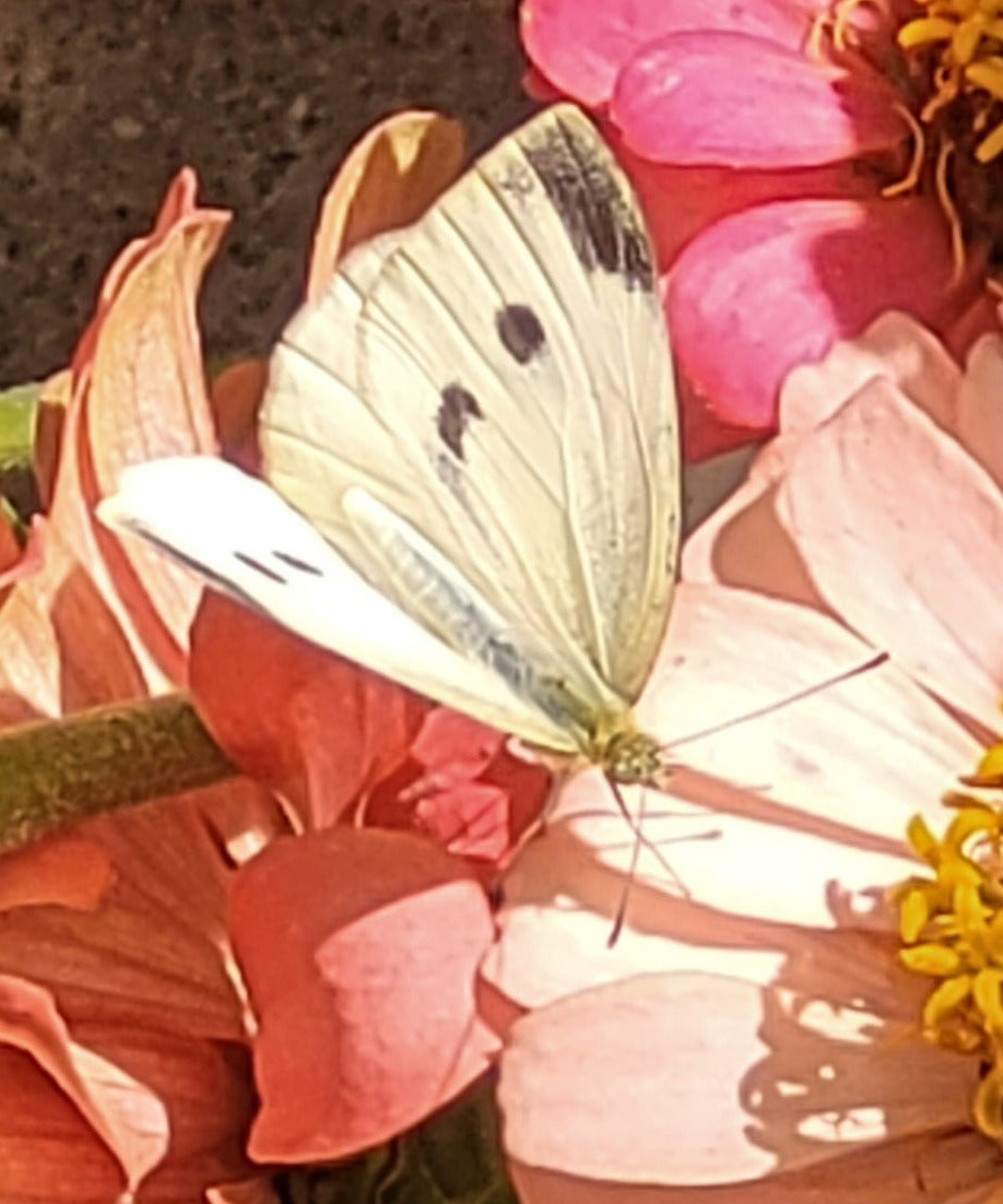 COMING IN JUNE! Mixed Butterflies in an Elegant White Release Box ~ CALIFORNIA CUSTOMERS ONLY