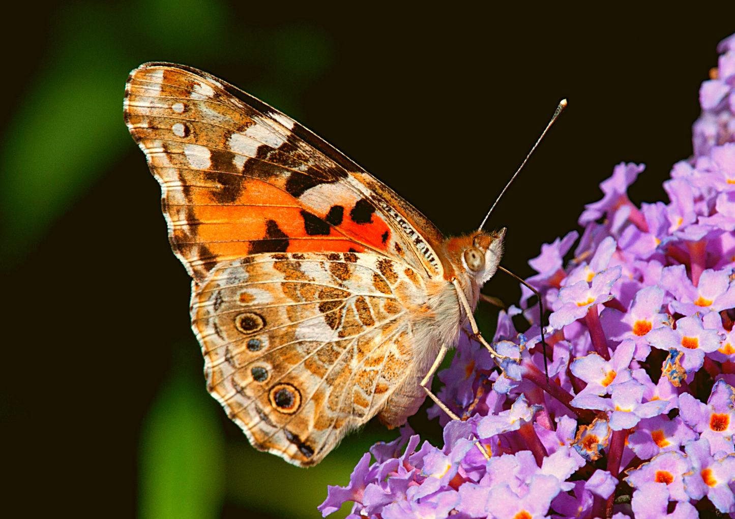 36 Painted Lady Butterflies in an Elegant Mesh Butterfly Cage with Bow ~ Please read IMPORTANT INFO BELOW before placing an order.