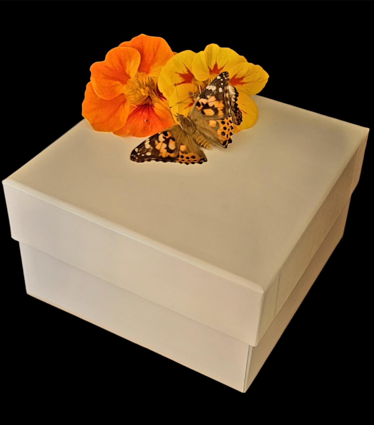 40 Painted Lady Butterflies in a Plain Mass Release Box ~ Please read IMPORTANT INFO BELOW before placing an order.