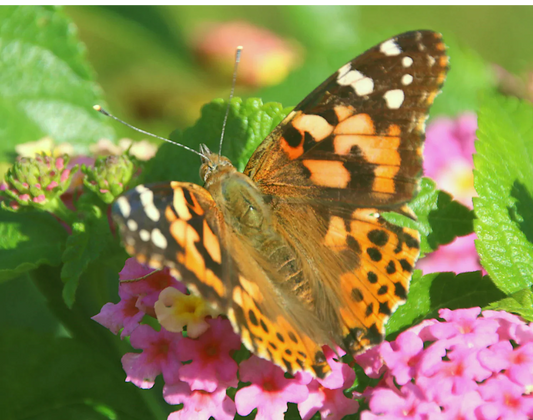 100 Painted Lady Butterflies in Individual Envelopes ~ Please read IMPORTANT INFO BELOW before placing an order.