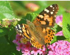 Six Dozen Live Painted Lady Butterflies in INDIVIDUAL ENVELOPES ~ Please read IMPORTANT INFO BELOW before placing an order.