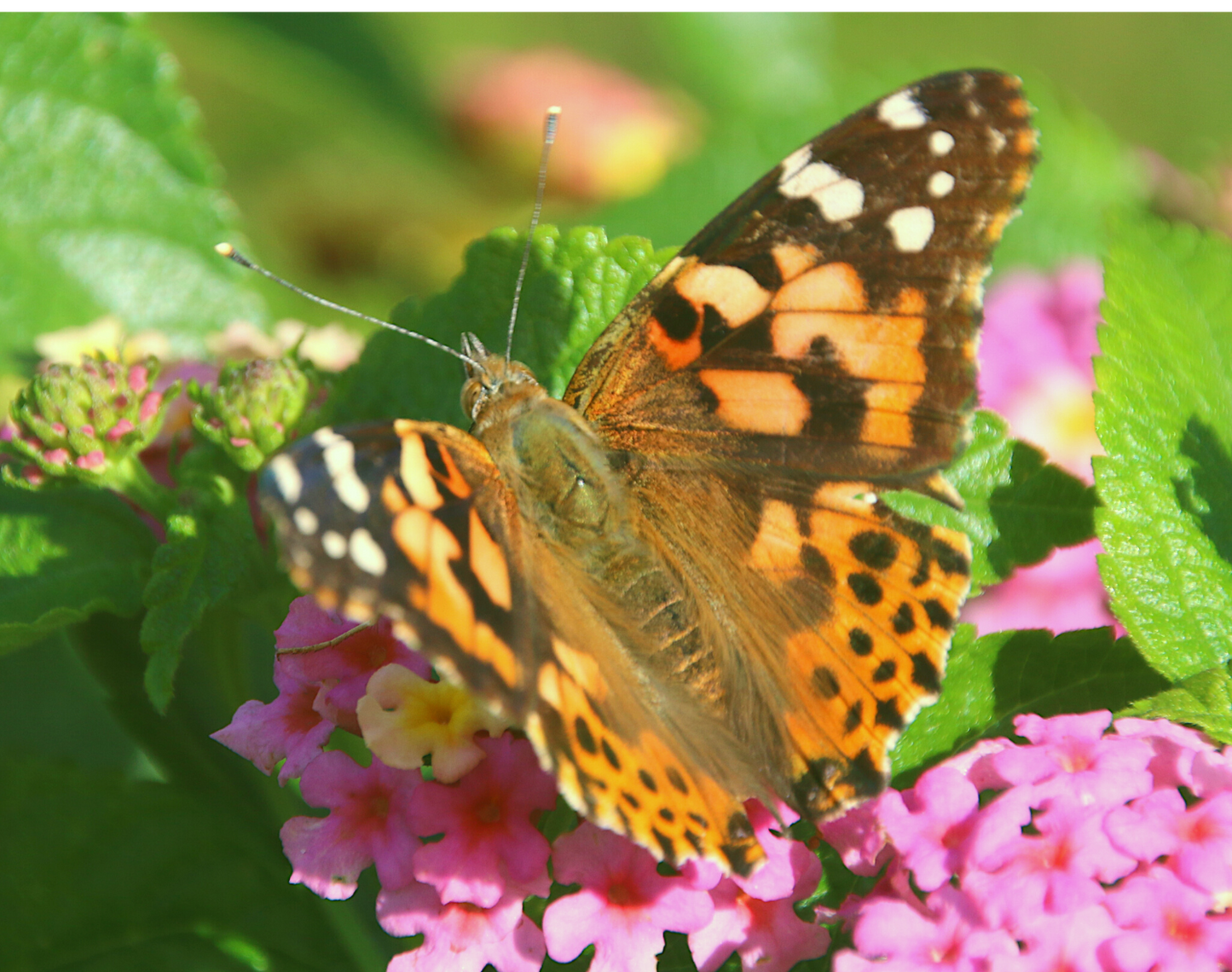 36 Painted Lady Butterflies in an Elegant Mesh Butterfly Cage with Bow ~ Please read IMPORTANT INFO BELOW before placing an order.