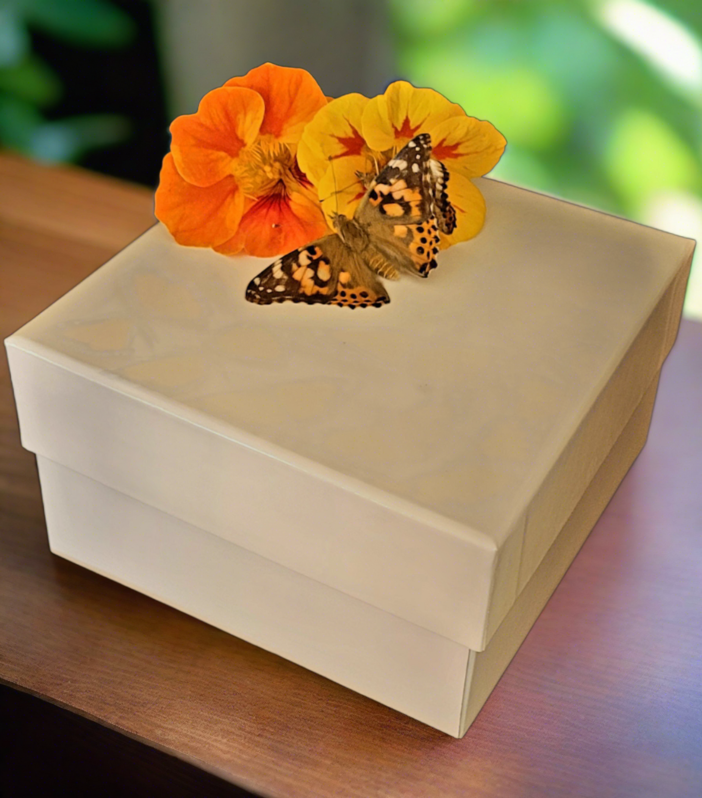 50 Painted Lady Butterflies in a Plain Mass Release Box ~ Please read IMPORTANT INFO BELOW before placing an order.