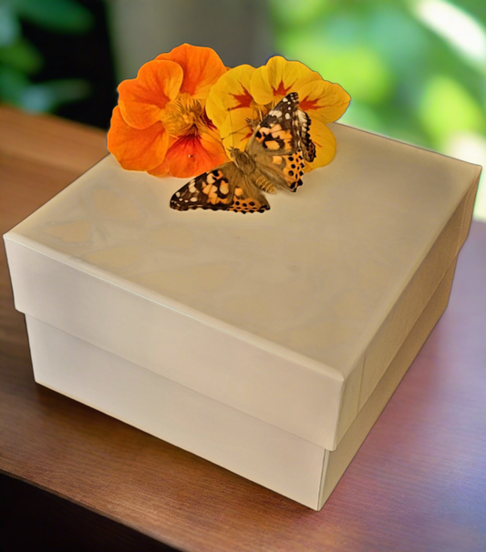 100 Painted Lady Butterflies in a Mass Release Box ~ Please read IMPORTANT INFO BELOW before placing an order.