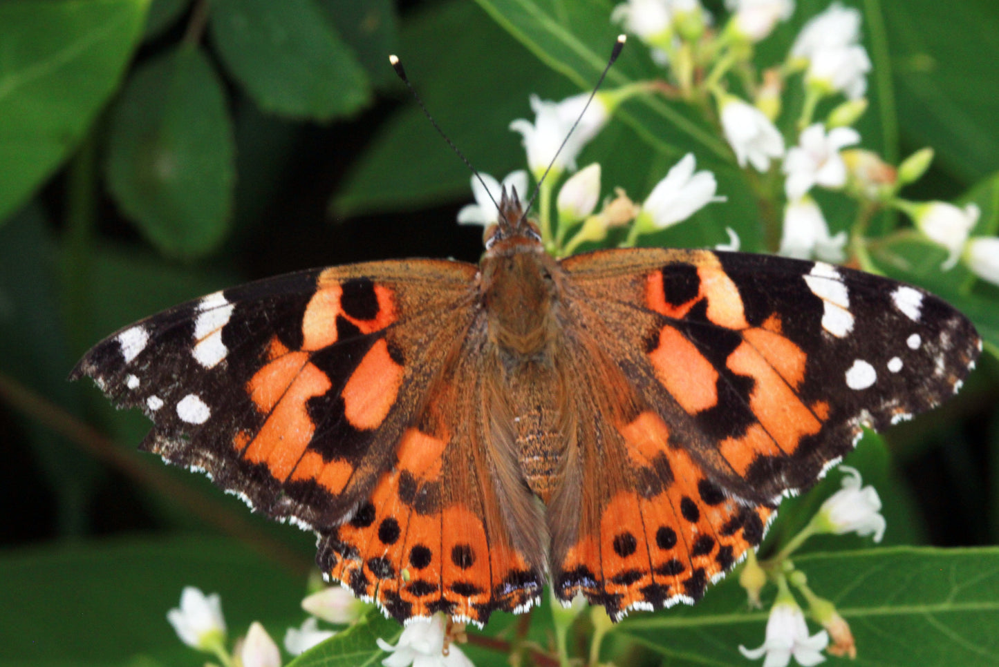 36 Painted Lady Butterflies in an Elegant Mesh Butterfly Cage with Bow ~ Please read IMPORTANT INFO BELOW before placing an order.